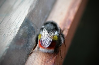 The Himalayan Red-Bottomed Bumble Bee