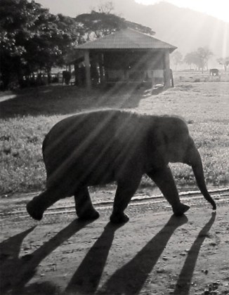 Early morning walk, Elephant Nature Park, Chiang Mai