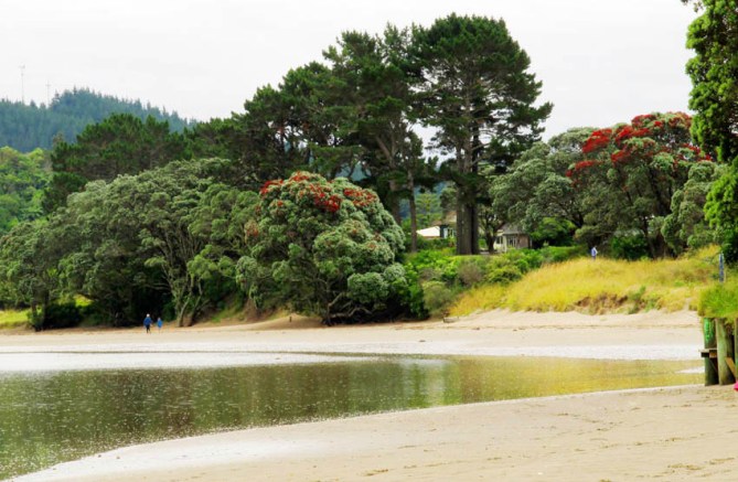 Estuary with flowering Pohutukawa trees.  Whangamata, Coromandel, North Island.