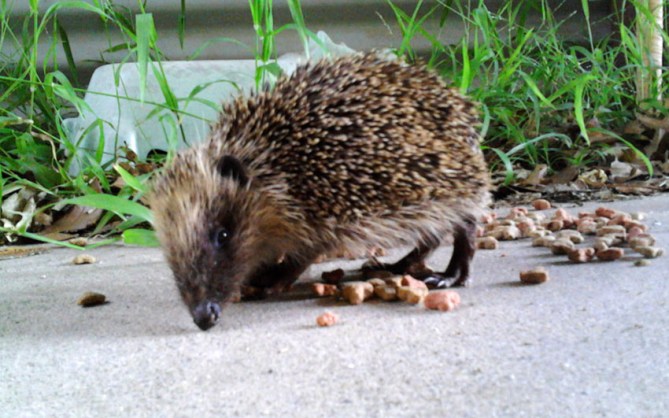 But, I has no prickle-critter bickies... I is helping cats clean up theirs...