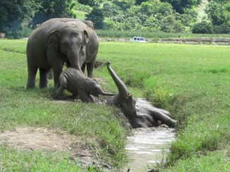 Faa Mai and Dok Mai having a blast ditch-diving at Elephant Nature Park.