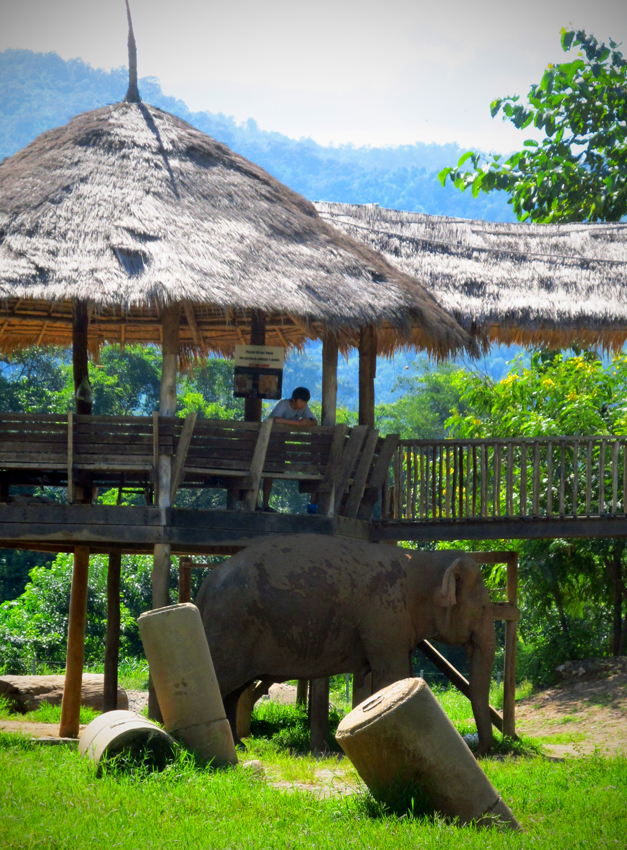 If you're lucky, you'll spot an elephant around here somewhere...