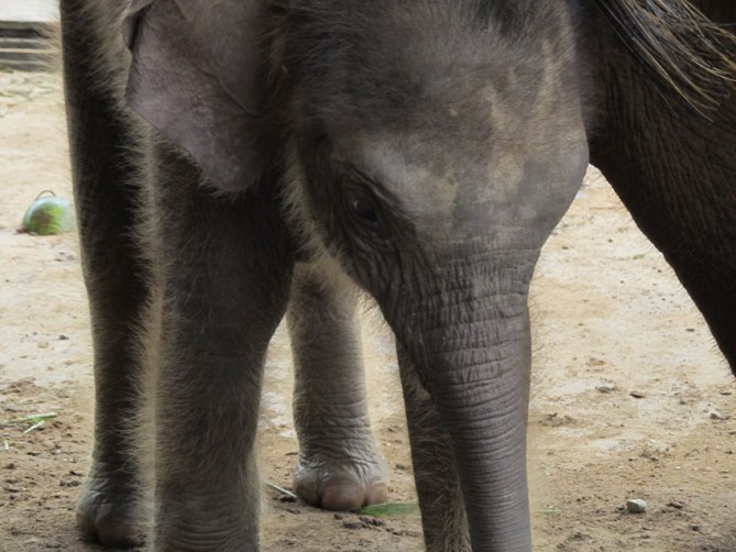 Yin Dee - 2 weeks old. A very distracting factor indeed...