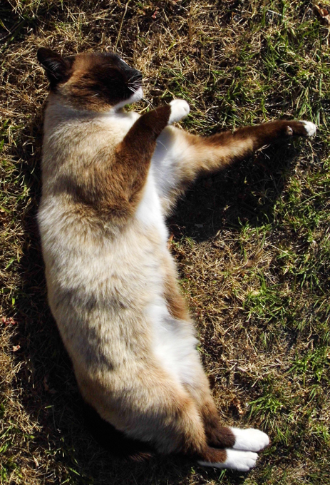 I'm just gonna lie here and look at the grass for a while...