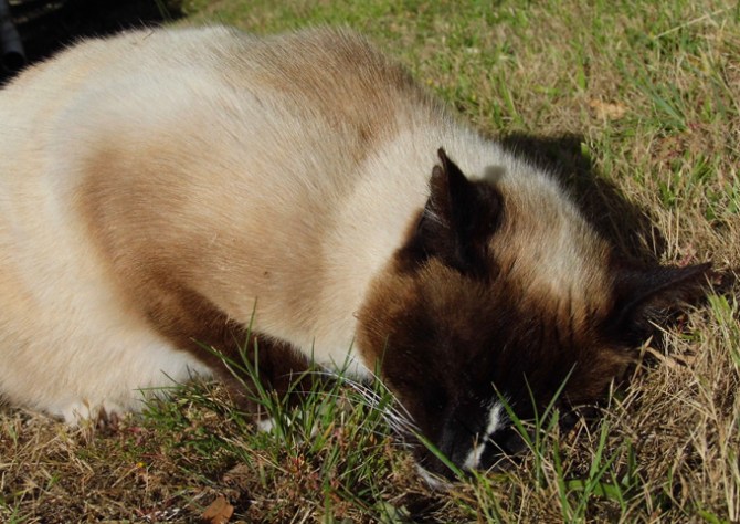 Moa beginning to rub.