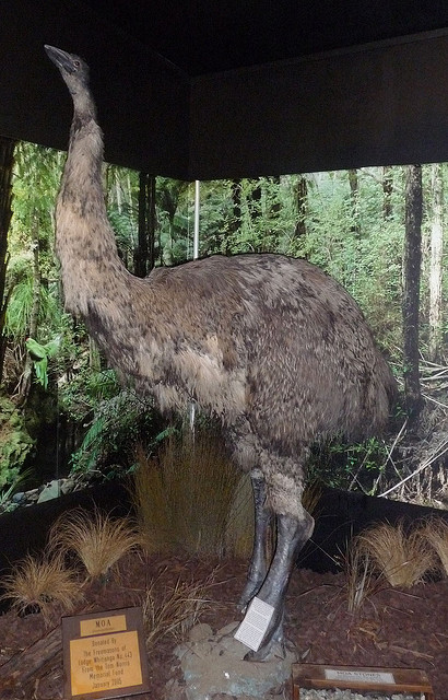 An actual Moa - extinct native species of New Zealand. Try as I might, I still can't see the resemblence to a blue-eyed chocolate-point siamese-looking feline quadraped. Photo courtesy of Snigl3t on Flikr.