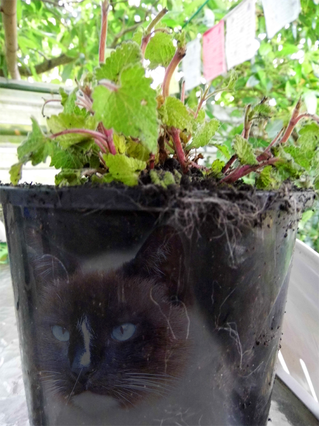 Exhibit B - it's a real Whodunnit, this one...