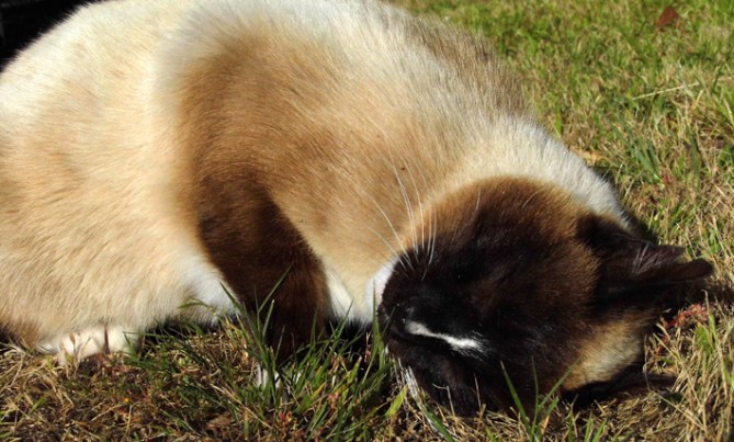 Ooooh, rub it on there too, yessss....