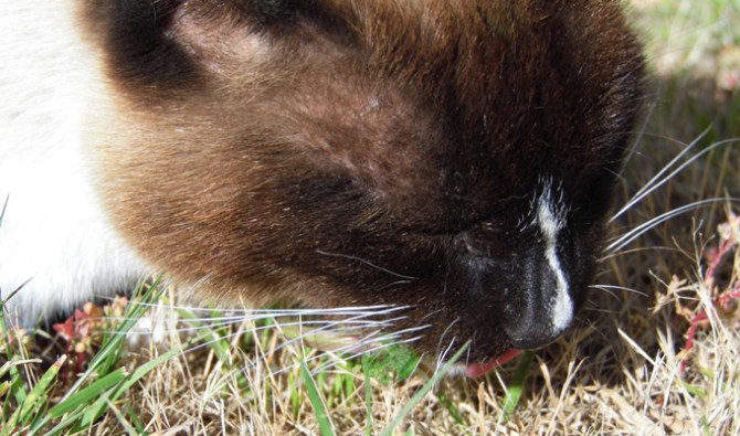 Moa starts to lick and chew the catnip.