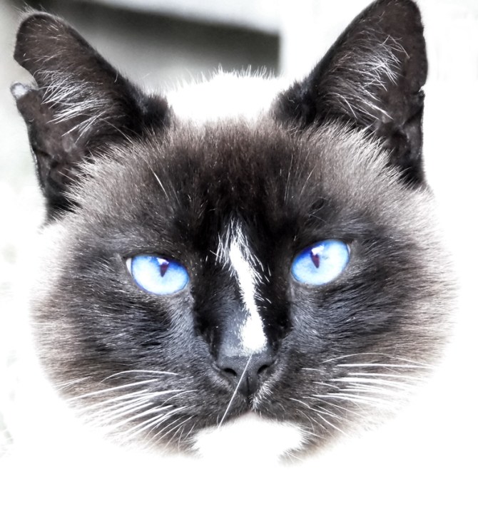 'Read my lips human - Do. Not. Touch. Me.' 