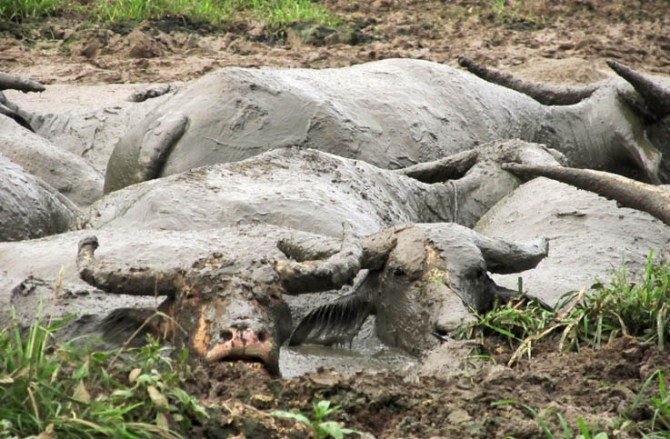 Bless yer luverly heart Pachy. Next time I throw a party, you're in!