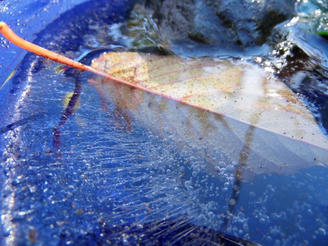 The leaf is real though.