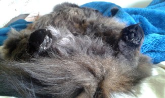 These paws are not made for sneaking...