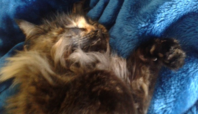 Smudge - Crown Princess of all mink blankets.