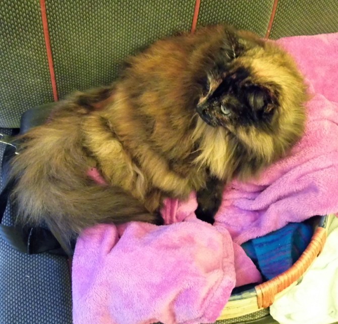 It will do as a throne for now, I suppose.