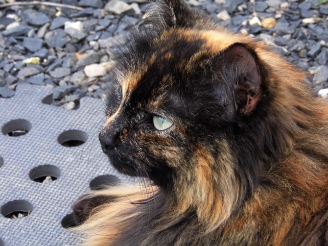 My other servant is home, my bowl is full and all is right with the world.