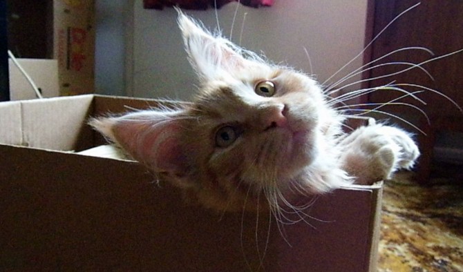 A veritable whisker factory.