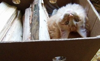 A box of firewood that complements my fur nicely...