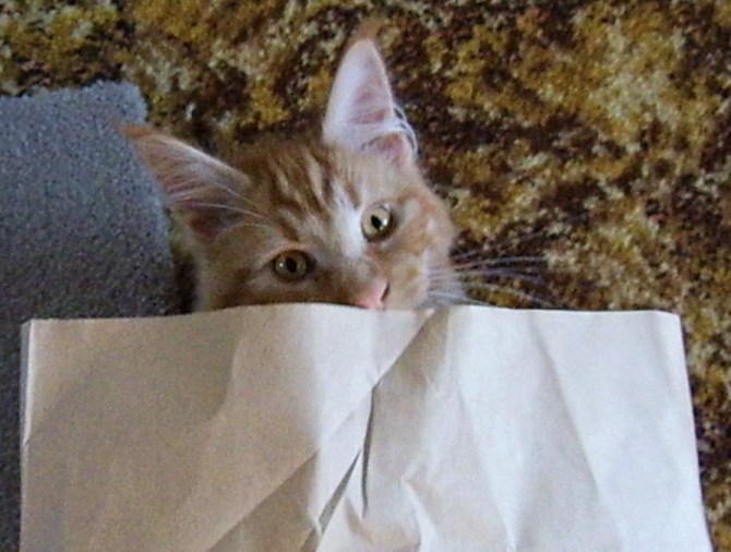 All paper bags belong to whoever is the ruler of the house.