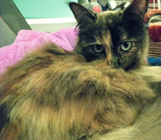 The Look, Version II