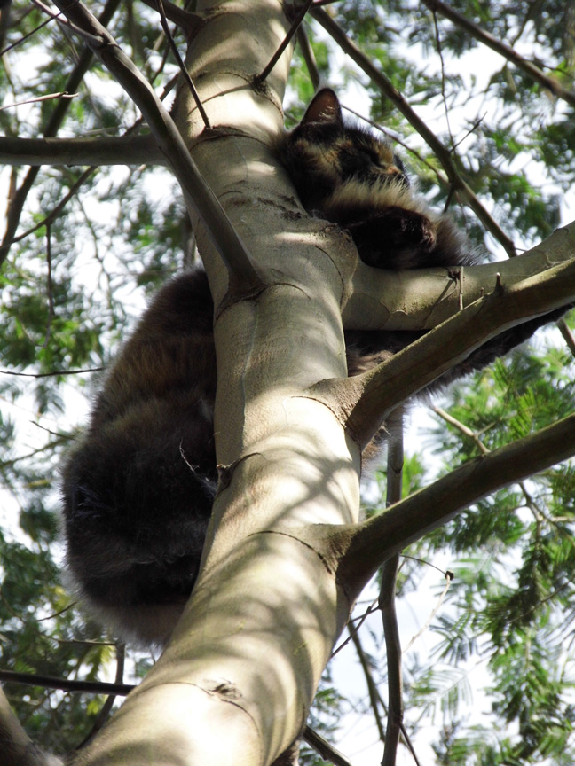 Stop laughing, dammit!