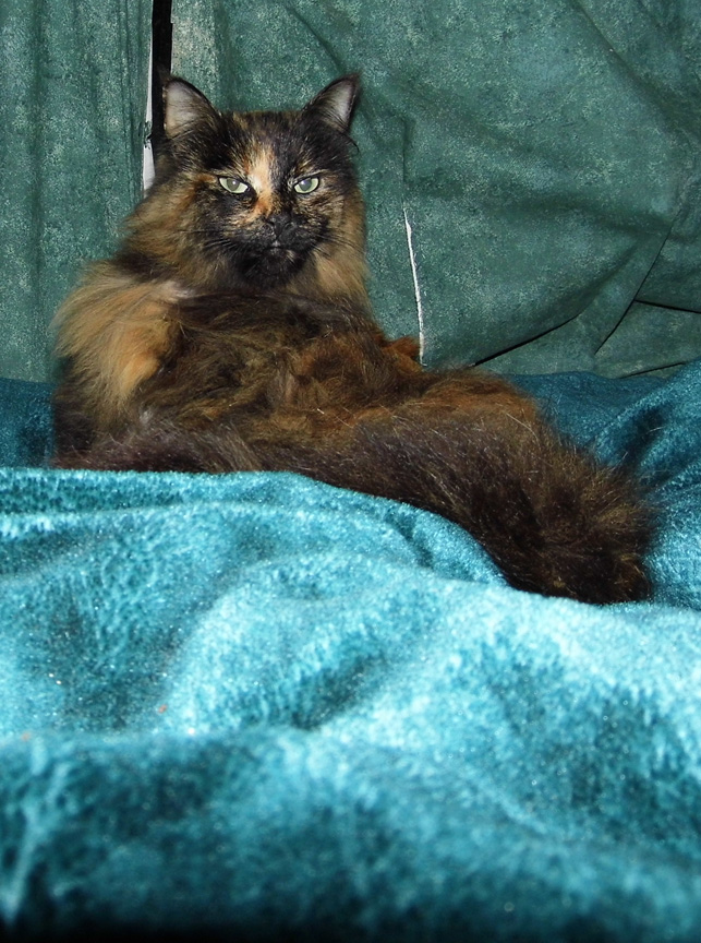 I hates you and I will not look at you for many hours.  Until I want food again... 