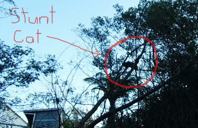 The tree bear stunt cat just before leaping to safety. And sulking for three hours...