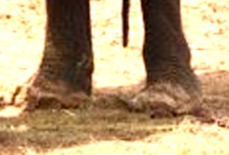 A close-up of his feet. This is what they look like after he's been made to walk on hard surfaces a lot.