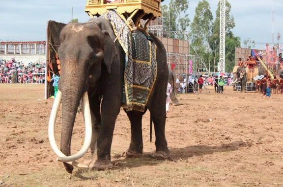 One of the elephants at the Surin roundup.