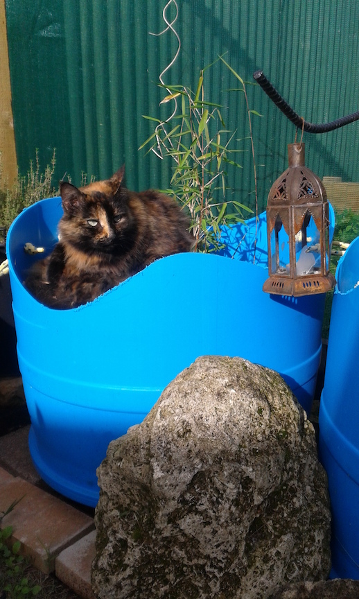 MaineCoonHolder 1 72