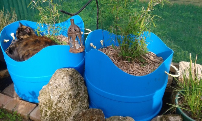 MaineCoonHolder 11 72