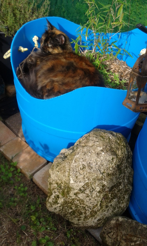 MaineCoonHolder 12 72