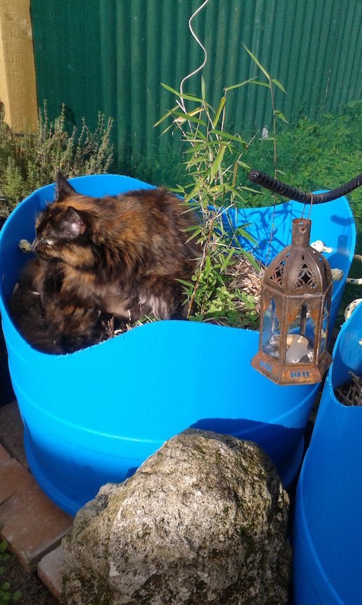 MaineCoonHolder 2 72