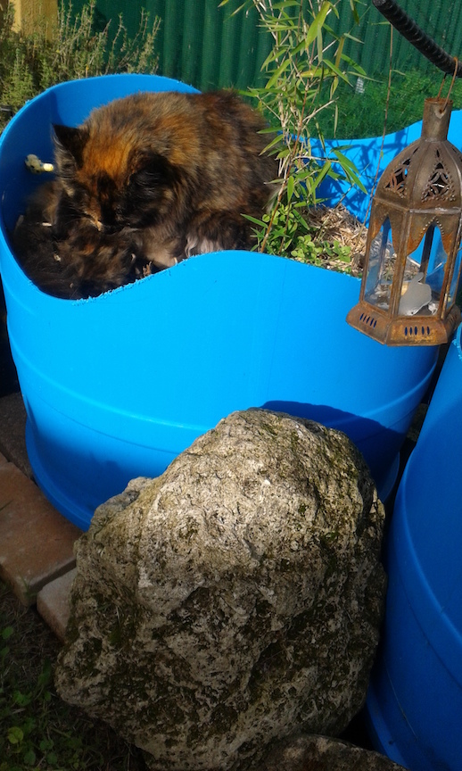 MaineCoonHolder 3 72