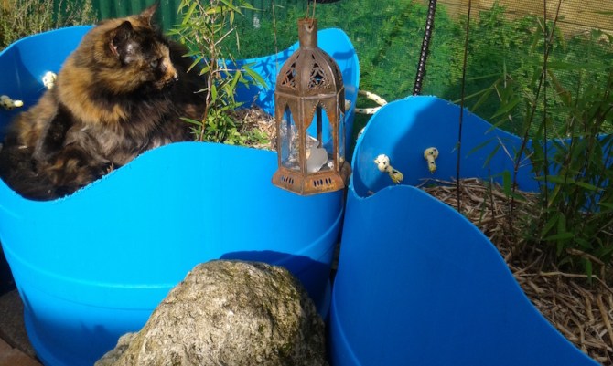 MaineCoonHolder 4 72