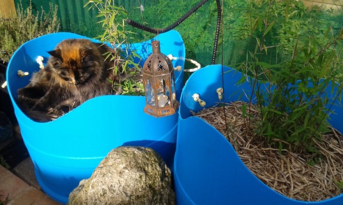 MaineCoonHolder 5 72