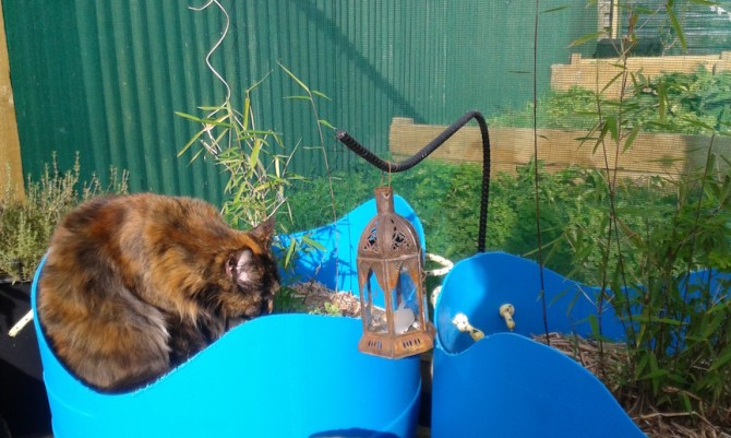 MaineCoonHolder 7 72