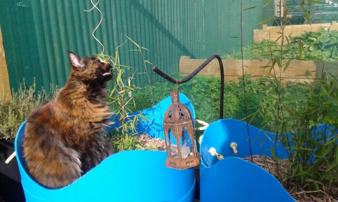 MaineCoonHolder 8 72