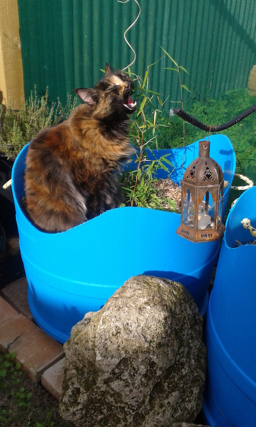 MaineCoonHolder 9 72