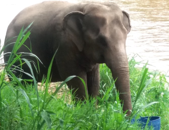 ele-we-stepped-around