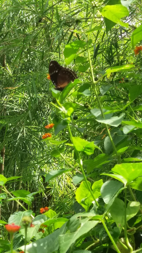 jodi-garden-butterfly