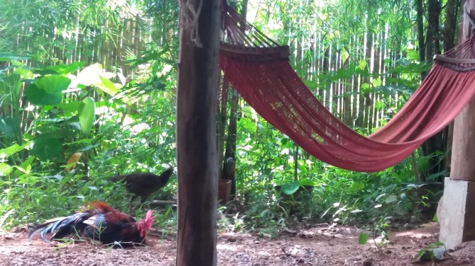 jodis-hammock-and-cybertron