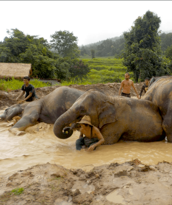 mahouts-behind-eles-in-mud