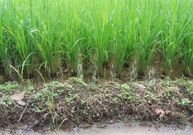 rice-paddy
