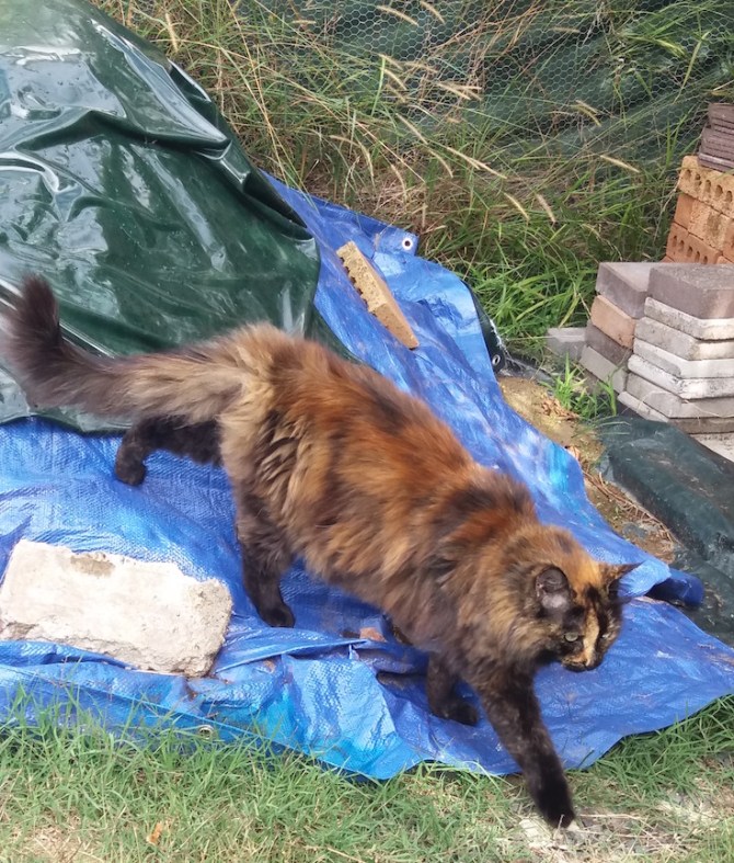 Smudge leaving portal