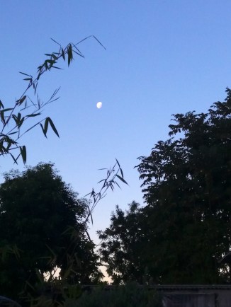 Moonrise with bamboo