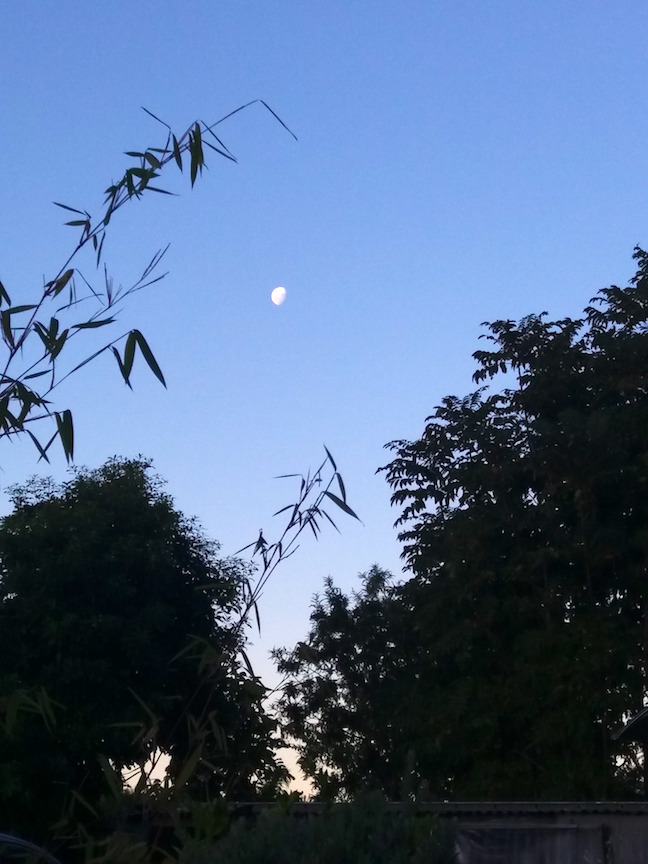 Moonrise with bamboo